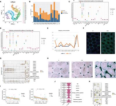 High Throughput scRNA-Seq Provides Insights Into Leydig Cell Senescence Induced by Experimental Autoimmune Orchitis: A Prominent Role of Interstitial Fibrosis and Complement Activation